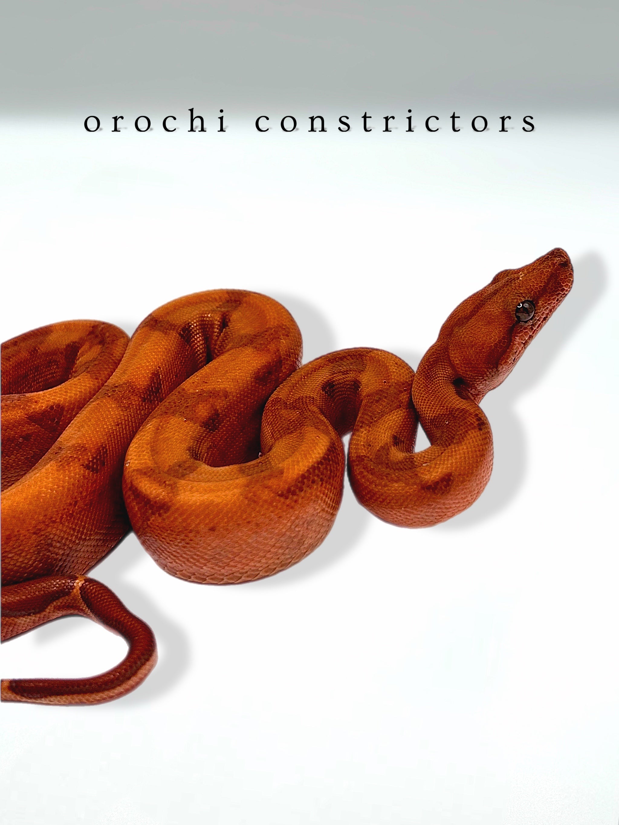 Phoenix Boa on a white background with orochi constrictors text.