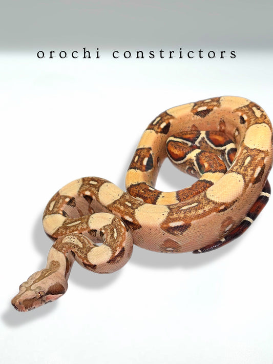 1.0 2025 Pink Panther VPI 66% Het Blood