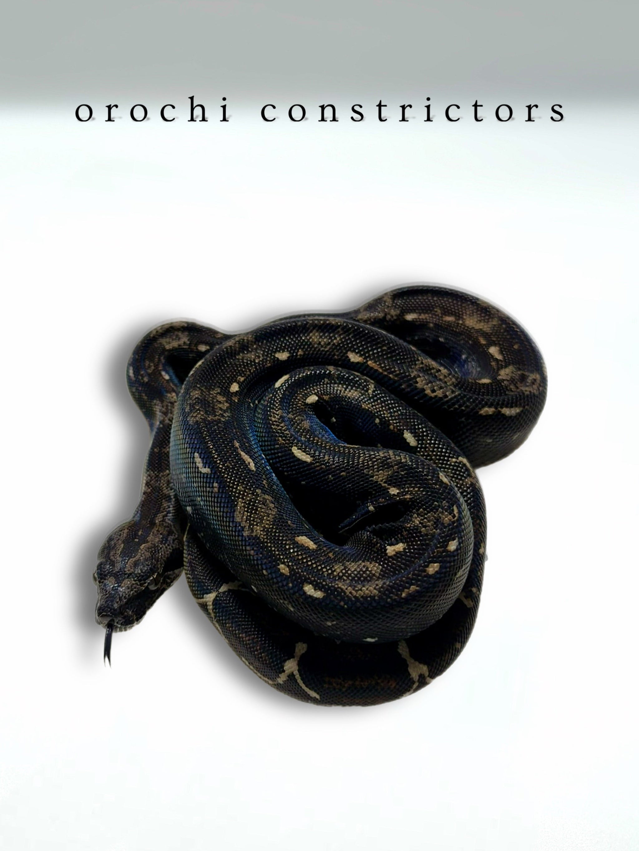 Coiled snake on a white background with 'orochi constrictors' text.