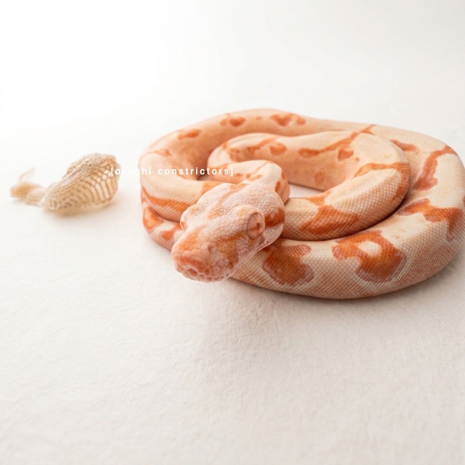 Albino Boa Constrictor