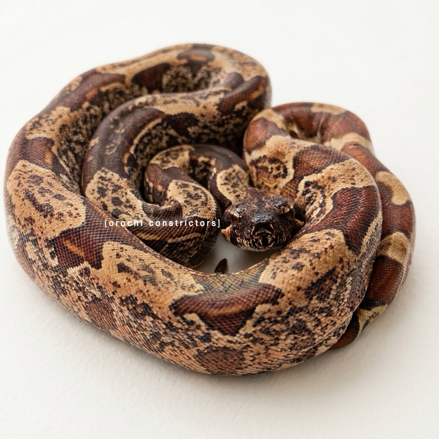 HYPO IMG HET VPI HET BLOOD POSS HET ANERY