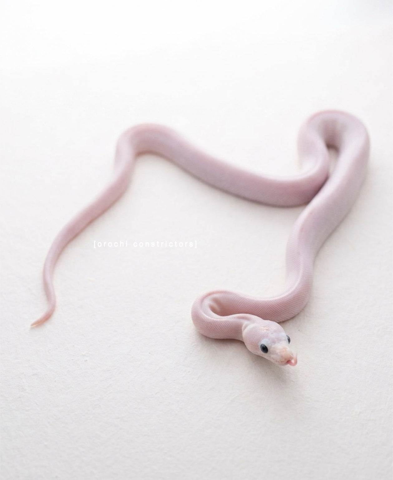 leucistic all white snake on a white background