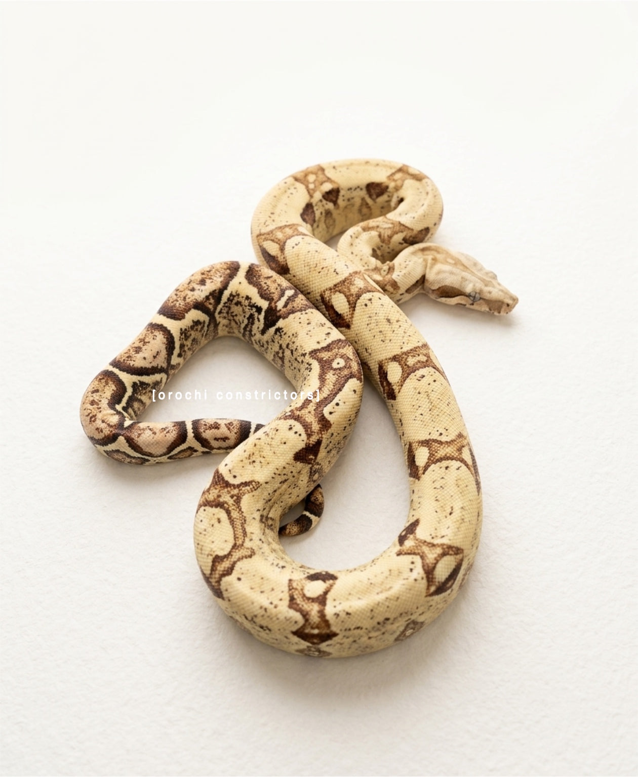 VPI T+ Snow Boa Constrictor