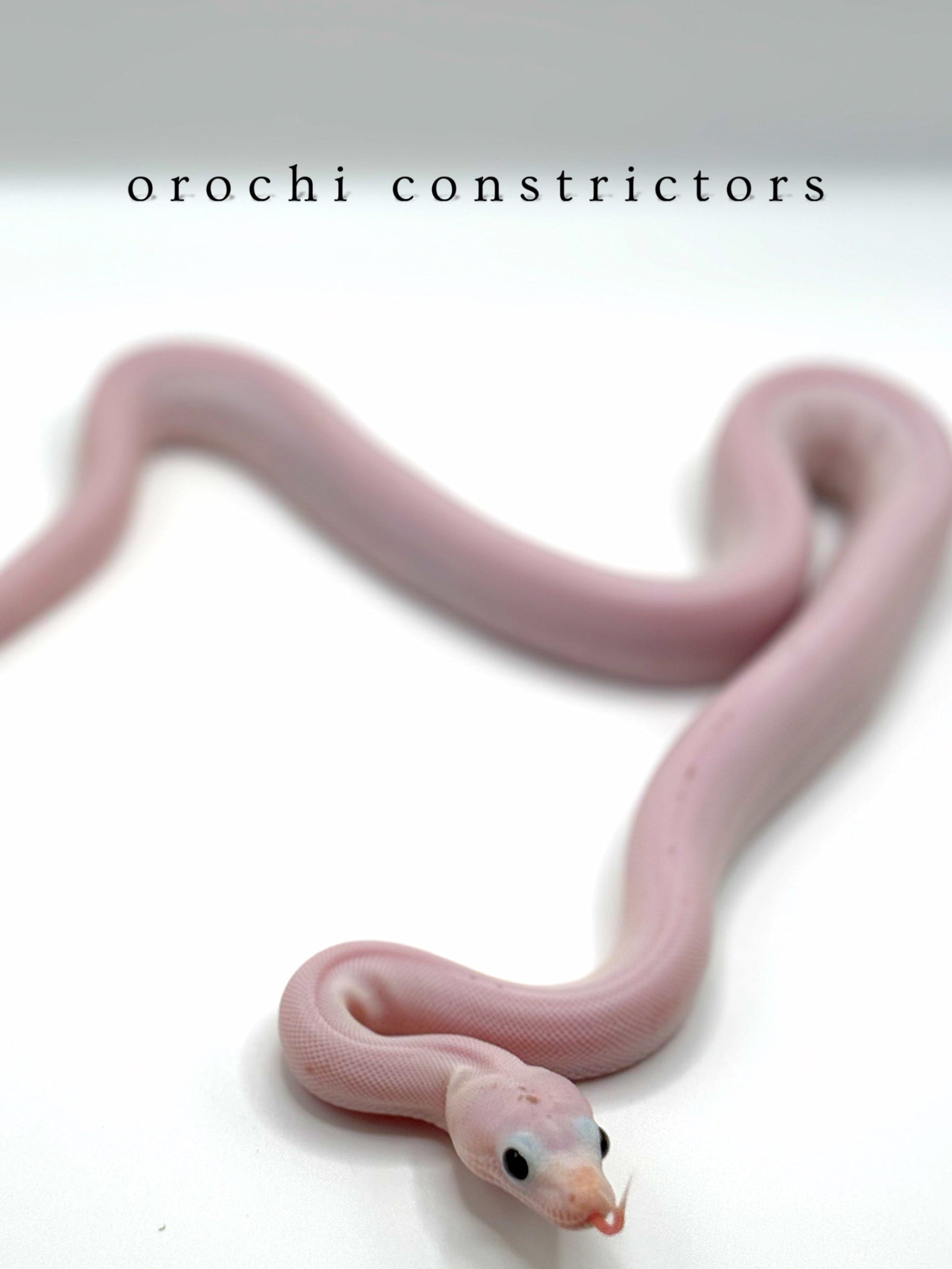 All white snake on a white background with ''orochi constrictors'' text.