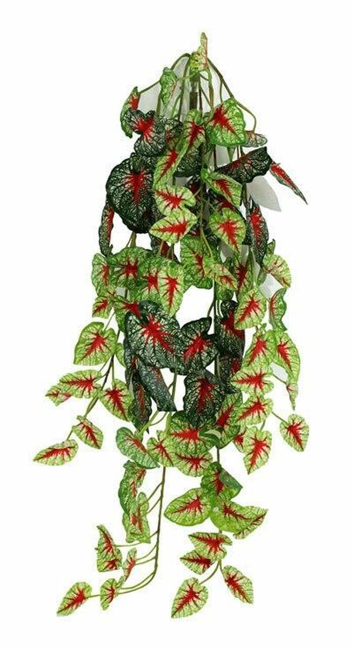 Pangea Caladium Hanging Bush 24"