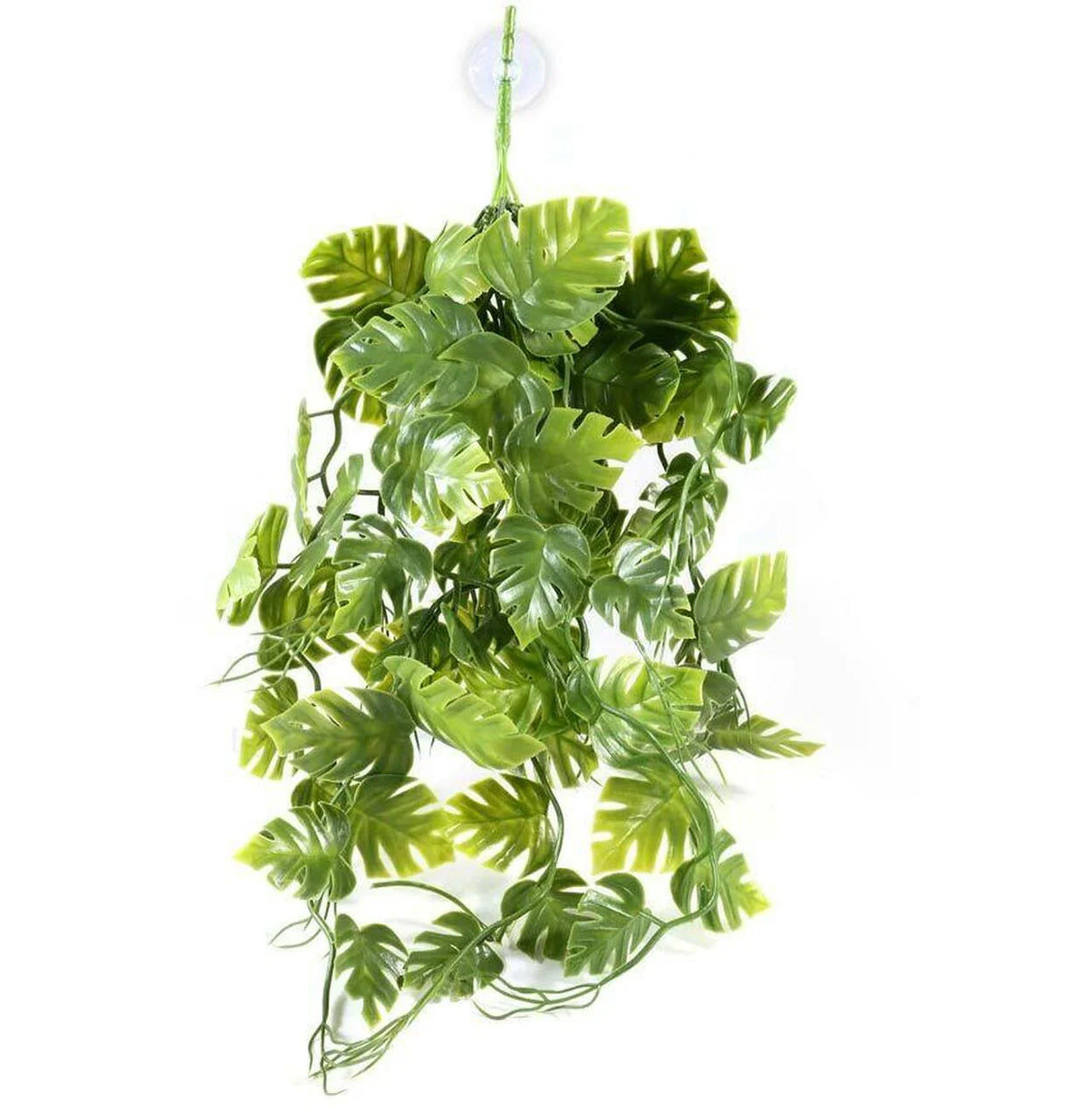 Pangea Green Plant